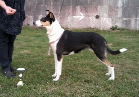 CACIB Komárom