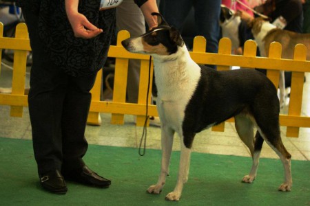 25.3.2012 NITRADOG CACIB